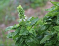 basilikum-bluete basilikum bluete