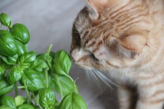 basilikum haustier katze