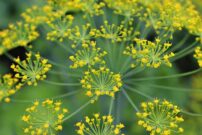 Dill Kraut dill 3