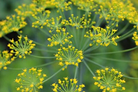 Dill Kraut dill 3