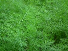 dill 4