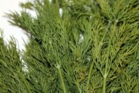 Dill Kraut dill 5