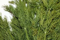 dill 5