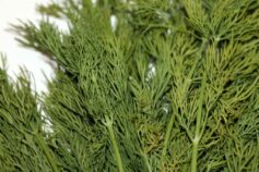 dill 5