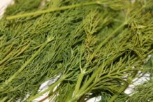 Dill Kraut dill 6