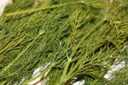 Dill Kraut dill 6