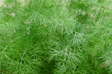 Dill Kraut dill 8