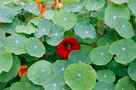 Kapuzinerkresse-15 Kapuzinerkresse 15