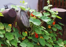 Kapuzinerkresse-8 Kapuzinerkresse 8