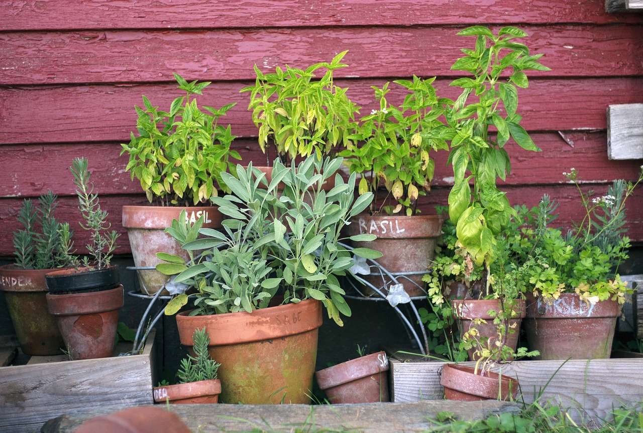 Kulinarisches Abenteuer | Entdecke die heimischen KrÀuter KrÀutergarten Töpfe